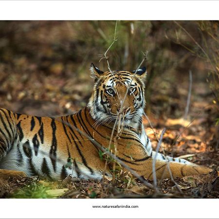 Tiger'S Den Resort Bandhavgarh National Park Esterno foto