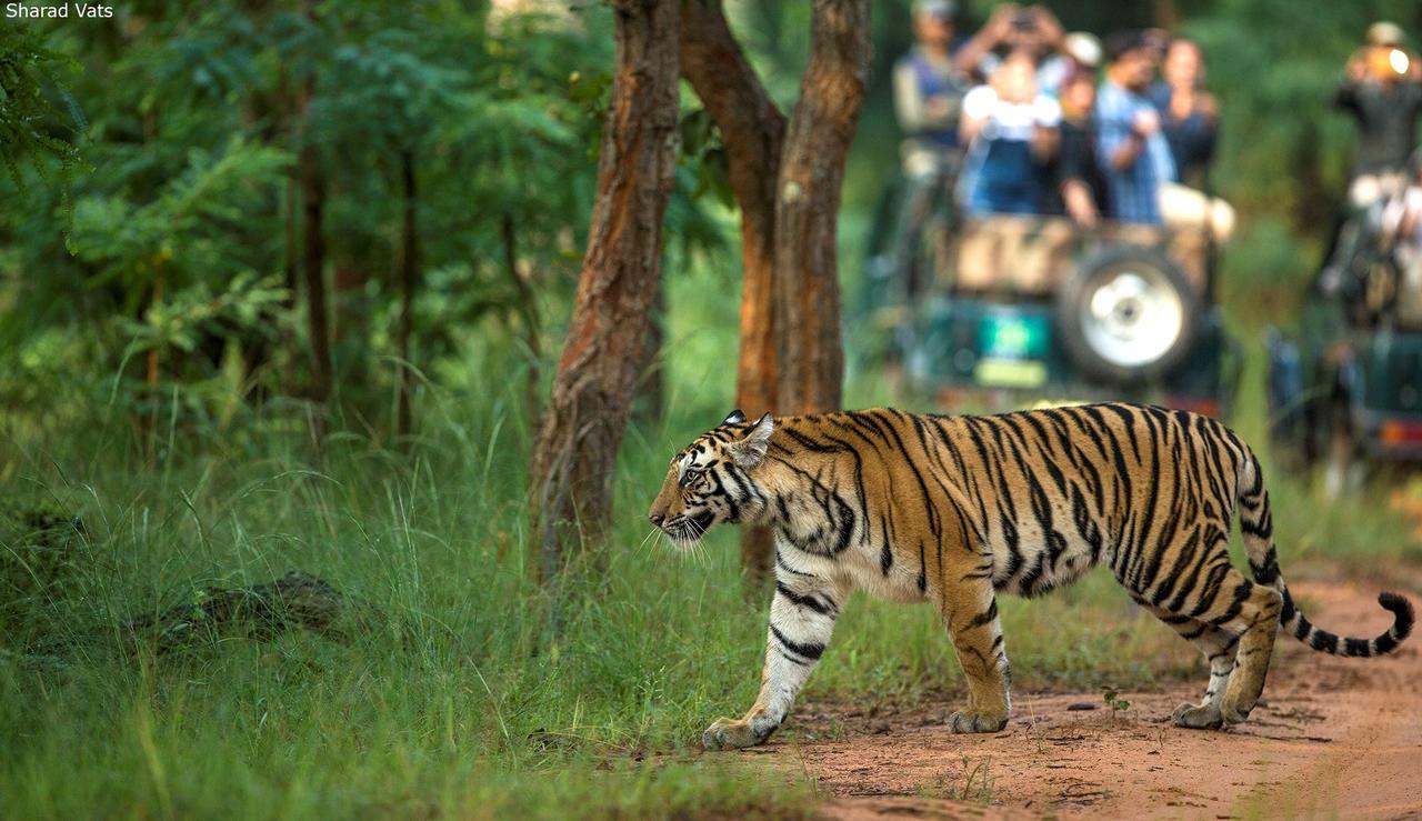 Tiger'S Den Resort Bandhavgarh National Park Esterno foto