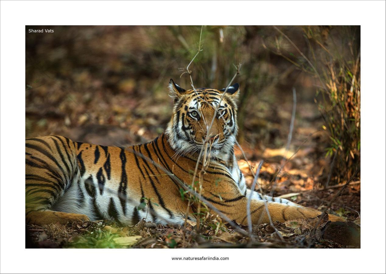 Tiger'S Den Resort Bandhavgarh National Park Esterno foto