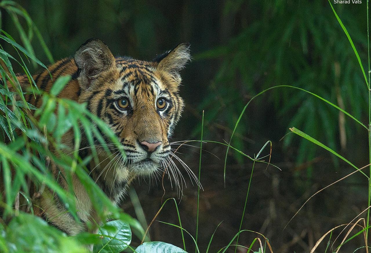 Tiger'S Den Resort Bandhavgarh National Park Esterno foto