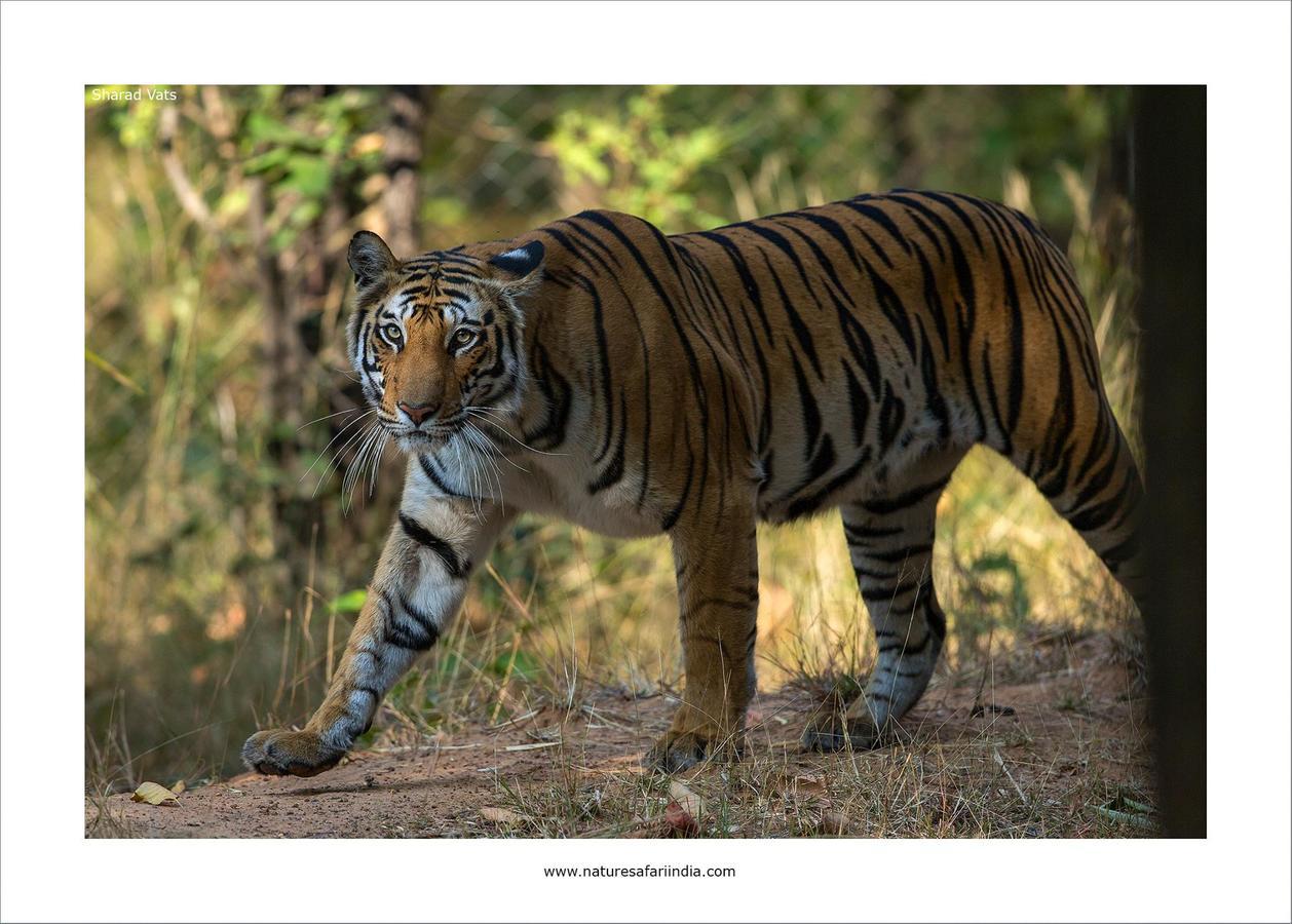 Tiger'S Den Resort Bandhavgarh National Park Esterno foto